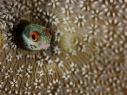 Red eyed blenny. Taken with the D2x and 105mm lens at the... by Luiz Rocha 